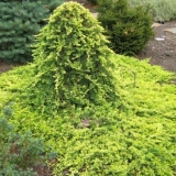 Puzava kleka (puzava)